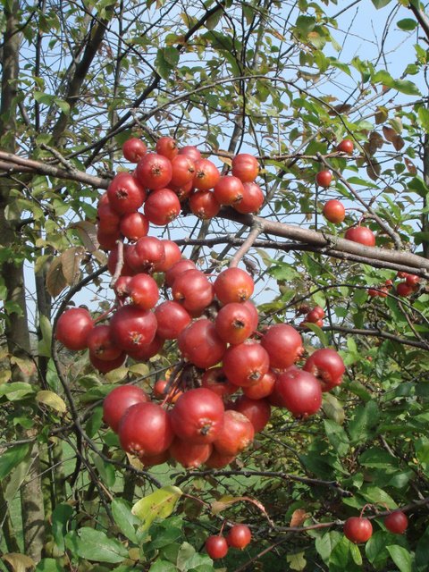 Malus x 'Evereste' fruit